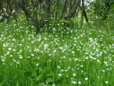 Stellaria holosteaGrote muur bestellen